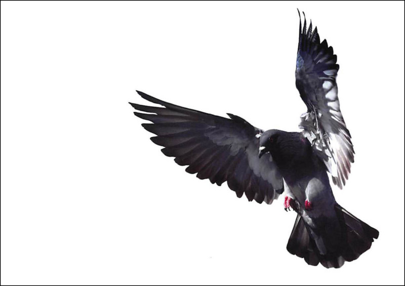 pigeon-photo-from-lawsuit-800x564.jpg
